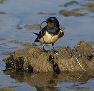 Barn Swallow