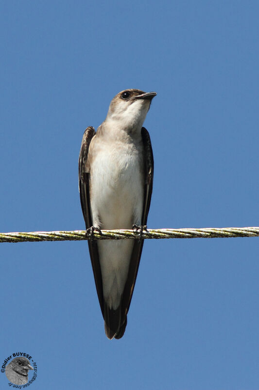 Hirondelle tapèreadulte, identification