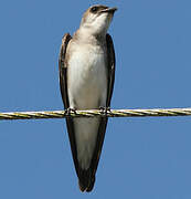 Brown-chested Martin