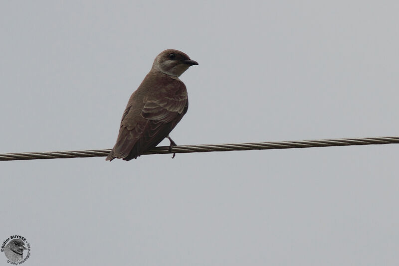 Hirondelle tapèreadulte, identification