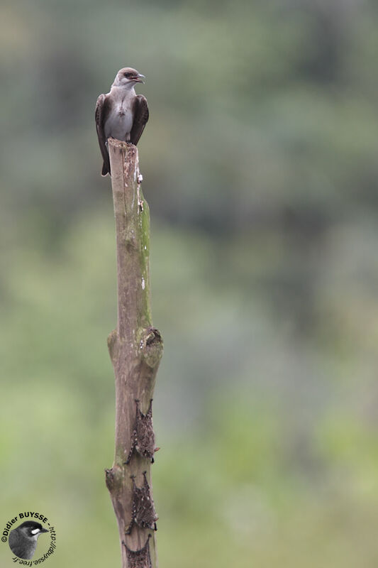 Brown-chested Martin, identification