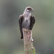 Brown-chested Martin