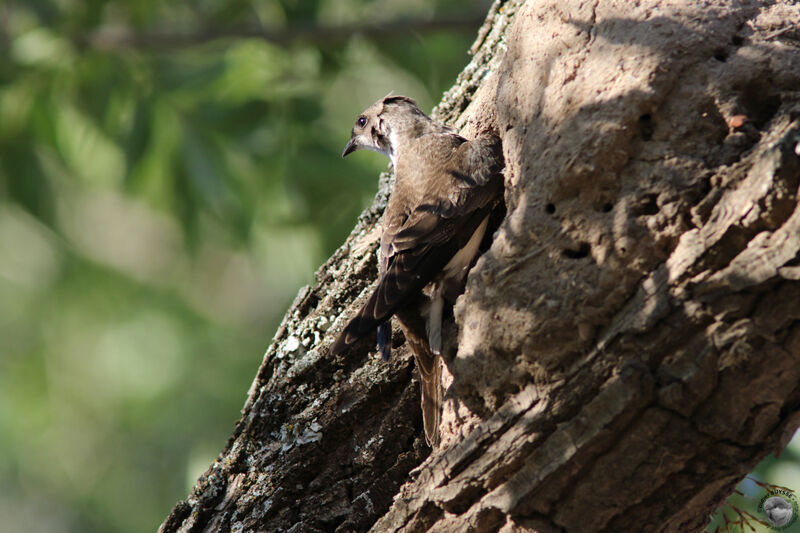 Hirondelle tapèreadulte, identification, Nidification