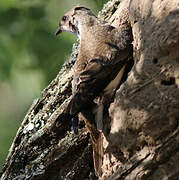 Brown-chested Martin