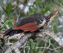 Hoatzin