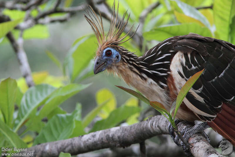 Hoatzinadult, close-up portrait