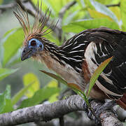 Hoatzin