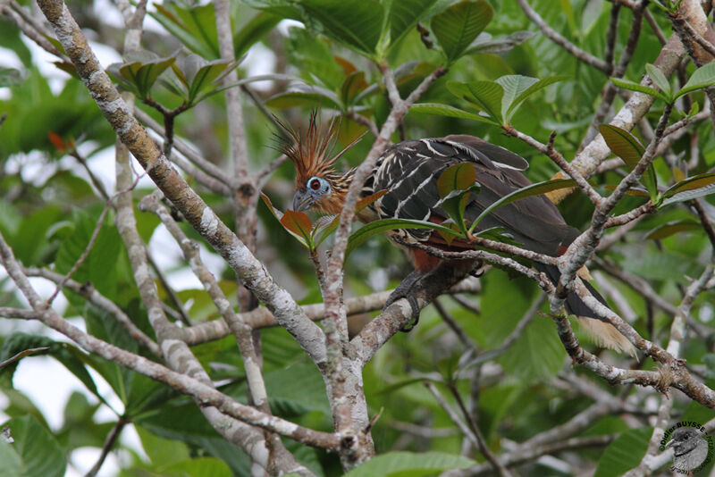 Hoazin huppéadulte, identification