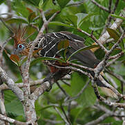 Hoatzin