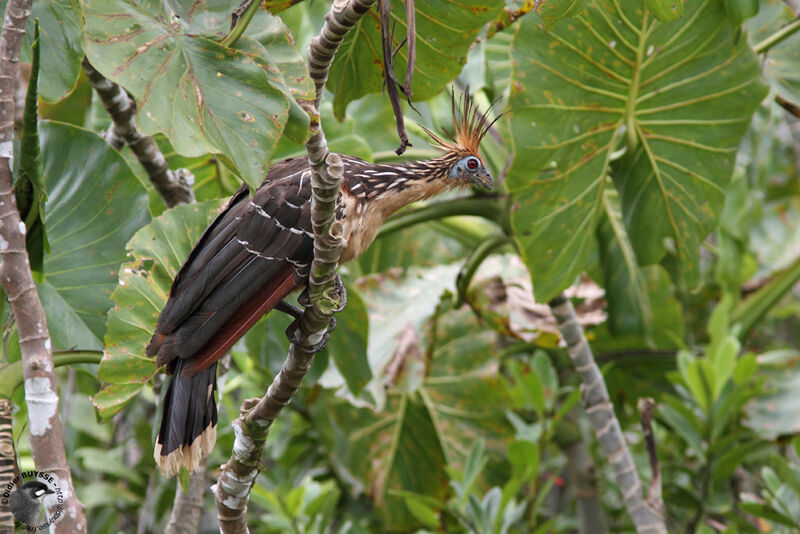 Hoazin huppéadulte, identification