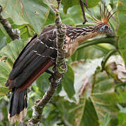 Hoatzin