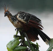 Hoatzin