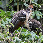 Hoatzin