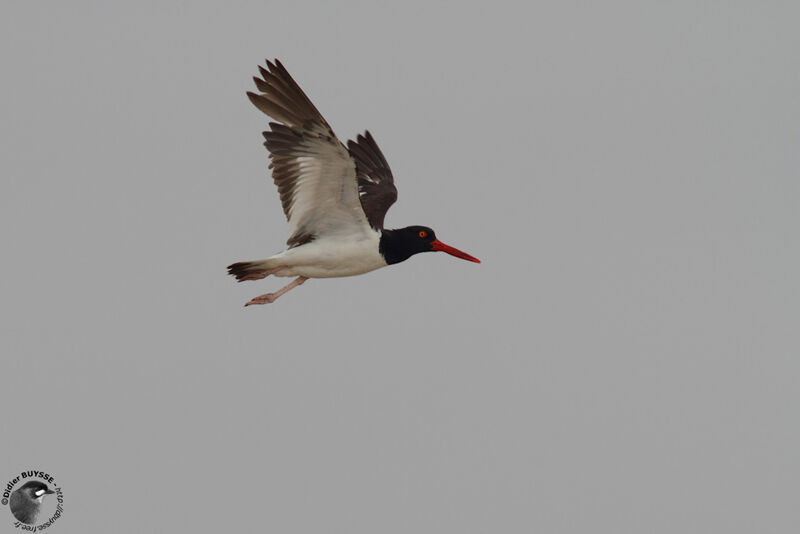 American Oystercatcheradult, Flight