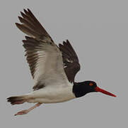 American Oystercatcher