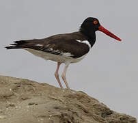 American Oystercatcher