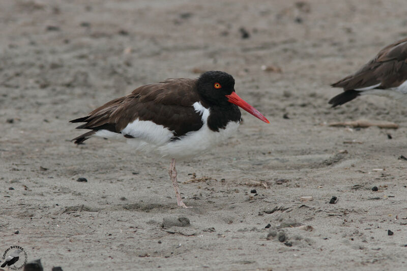 American Oystercatcheradult, identification