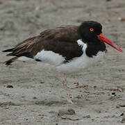 American Oystercatcher