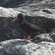 African Oystercatcher