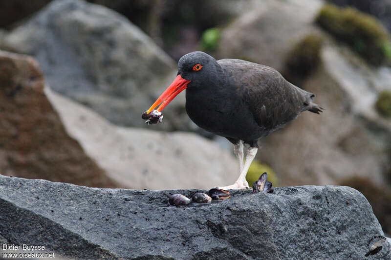 Blackish Oystercatcheradult, identification, feeding habits