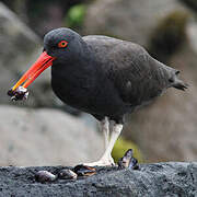 Blackish Oystercatcher