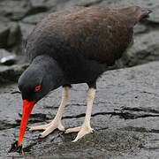 Blackish Oystercatcher