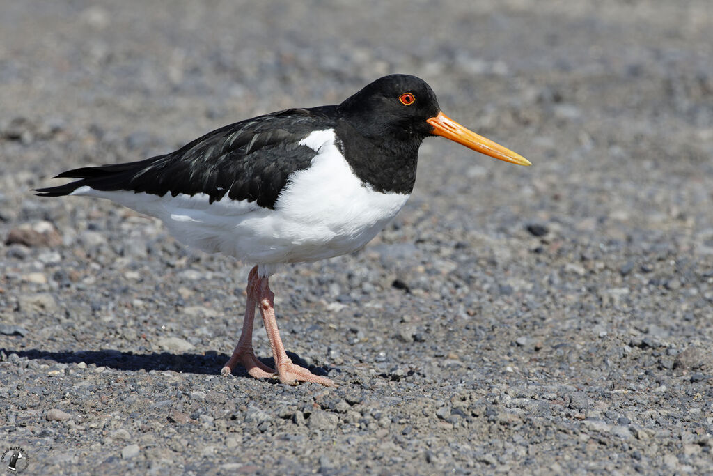 Eurasian Oystercatcheradult