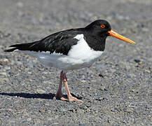 Eurasian Oystercatcher