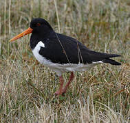 Eurasian Oystercatcher