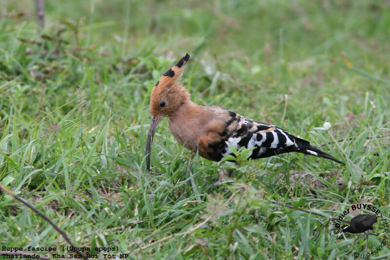 Eurasian Hoopoeadult breeding