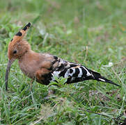 Eurasian Hoopoe