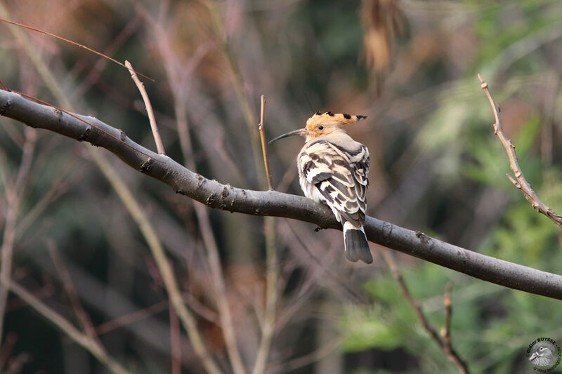 Huppe fasciéeadulte, identification