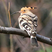 Eurasian Hoopoe