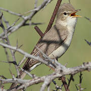 Eastern Olivaceous Warbler