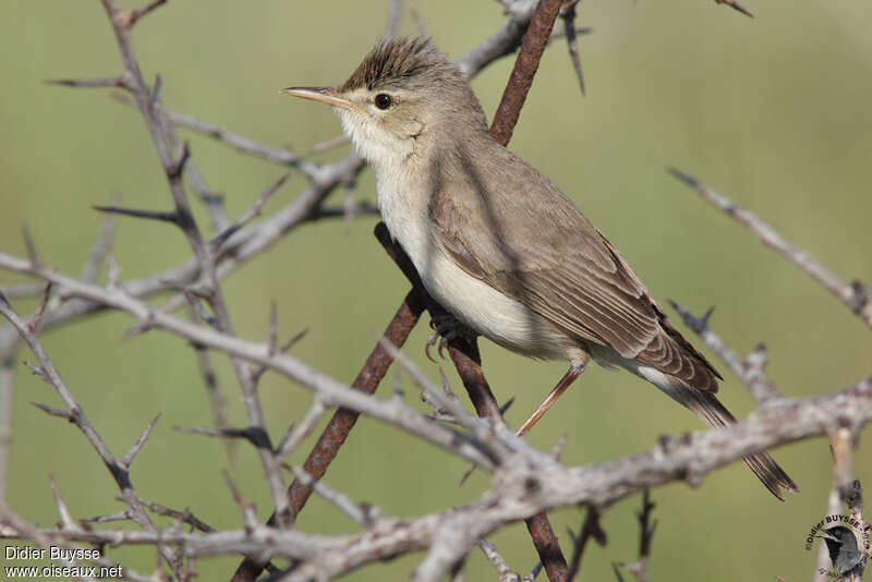 Eastern Olivaceous Warbler male adult breeding, identification