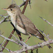 Eastern Olivaceous Warbler