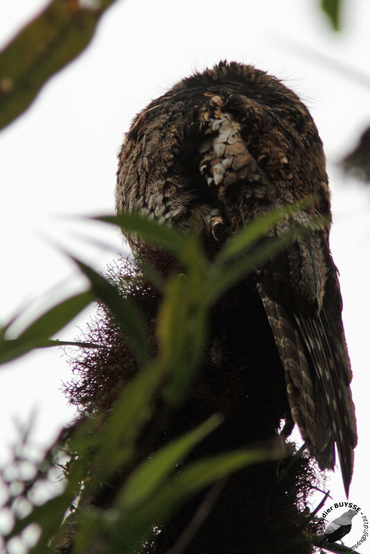 Andean Potooadult, identification