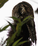 Andean Potoo