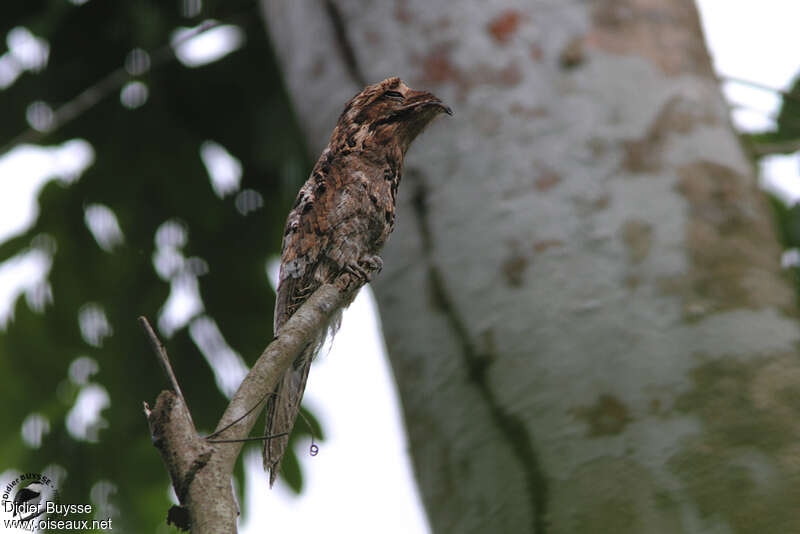 Ibijau grisadulte, identification, Comportement