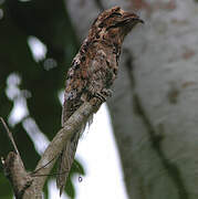 Common Potoo