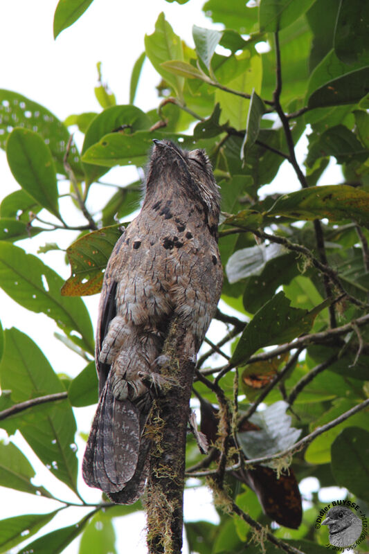 Ibijau grisadulte, identification