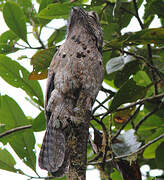 Common Potoo