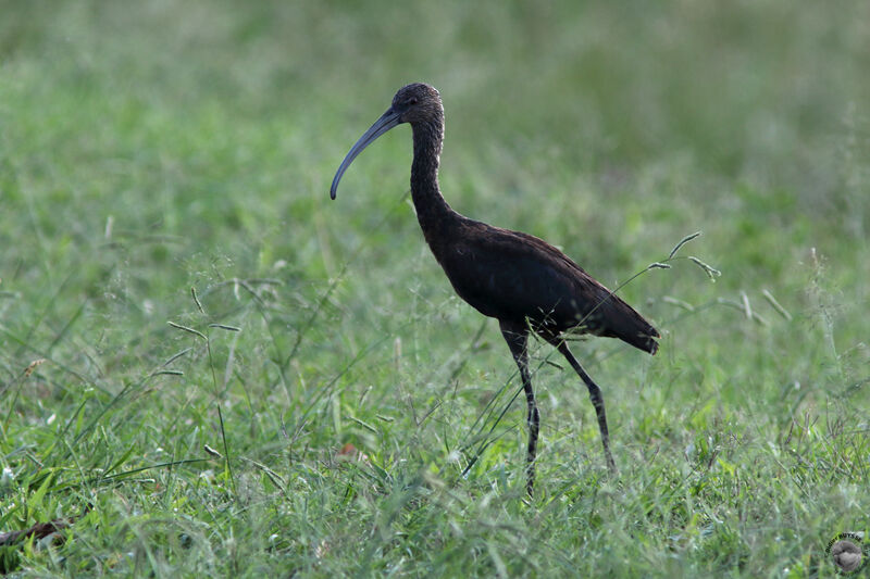 White-faced Ibisimmature, identification, walking