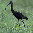 Ibis à face blanche