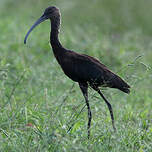 Ibis à face blanche