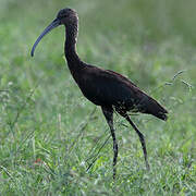 White-faced Ibis