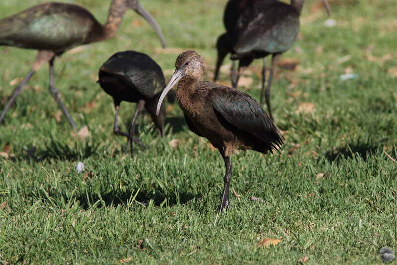 White-faced Ibisimmature, identification