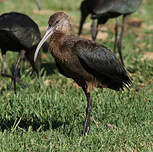 Ibis à face blanche