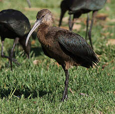 Ibis à face blanche