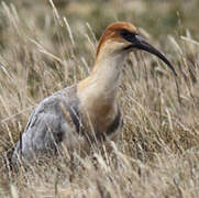 Black-faced Ibis